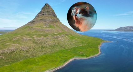 La Isla de los Gatos, el destino ideal para los viajeros y amantes de los felinos