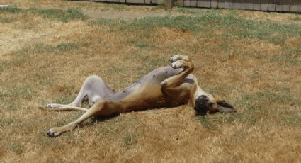 ¡Viajero canino! Compran tres asientos de avión a gran danés para mudarse de casa