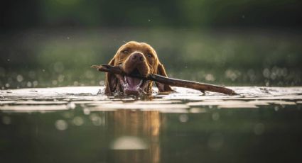 El río especial para perritos que puedes encontrar en este rincón de México