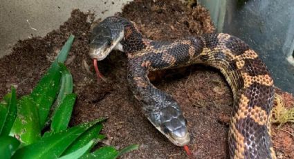 El zoológico que se viraliza por mostrar a una serpiente de dos cabezas y así puedes visitarlo