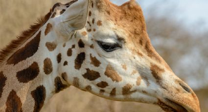 Zoológico se vuelve vial tras nacimiento de jirafa… ¡sin manchas! Así la puedes visitar