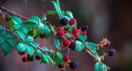 ¿Frutos rojos? Disfruta de la Feria de las Berries 2023 en el nuevo Pueblo Mágico de Puebla