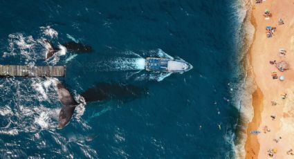 Belleza natural: ¿Cuándo comienza la temporada de avistamientos de ballenas en Puerto Vallarta?