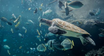 Cabo Pulmo, el paraíso mexicano ideal para conocer el mundo acuático