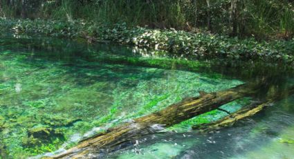 Ojo de Agua, el balneario natural de Guanajuato para disfrutar un chapuzón por 20 pesos