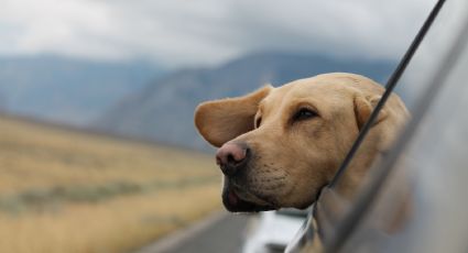 Destinos ideales para viajar con perros y disfrutar la aventura en México