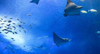 ¿El Acuario Parque Tepeyac, el más grande de AL, permitirá convivir con cocodrilos?