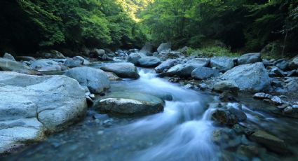 Río Magdalena: Así es el río natural que sobrevive en la CDMX