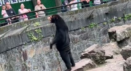 El turismo en el Zoológico de Hangzhou aumenta tras video viral de oso con aspecto a humano