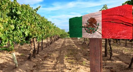 Vendimias en México: Un viaje al corazón del vino