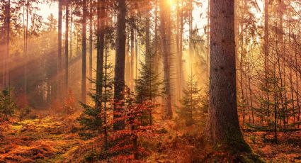 ¡Ya casi llega el otoño! Te decimos la fecha exacta para que planees tu próximo viaje