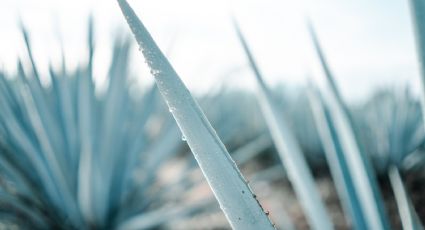 ¿Vas a dar el grito? 7 pueblos tequileros para disfrutar el Día de la Independencia