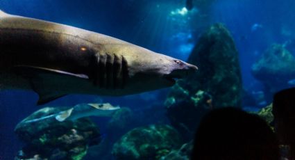 ¡Nada con tiburones por 99 pesos! Disfruta de una experiencia salvaje en el Bosque de Chapultepec