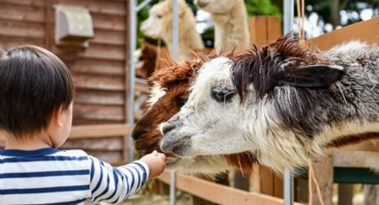 ¡Ya está listo! Estos son los costos para visitar el Zoológico de Zacango en el Estado de México