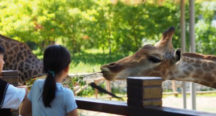 ¿Estás listo? Así puedes llegar al Zoológico de Zacango desde la CDMX