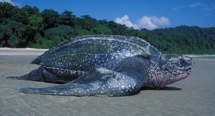 Tortuga más grande del mundo anida por primera vez en Quintana Roo, ¿cuál es y cómo se puede ver?