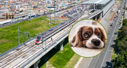 ¡El "Insurgente" es Pet Friendly! Así puedes viajar con tu mascota a bordo del Tren Interurbano