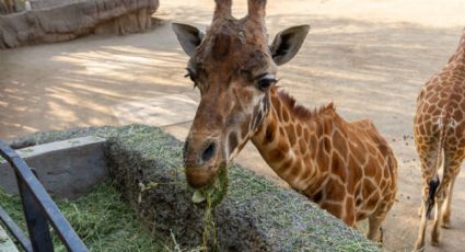 ¿Cuál es el zoológico donde puedes visitar la jirafa más longeva de México?