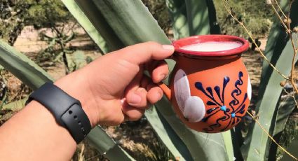 Pulcata Fest 2024: Conoce cuándo y dónde será la gran fiesta del pulque para que consientas a tu paladar