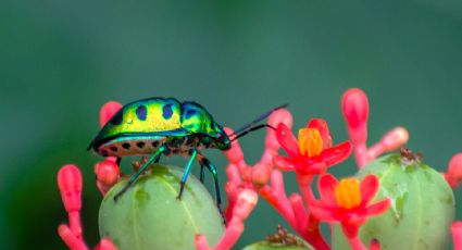 Insectus: Explora el fascinante mundo de los insectos en Tabasco con actividades GRATIS