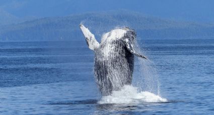 ¿Quieres ver ballenas? Las playas de Michoacán para disfrutar este espectáculo natural