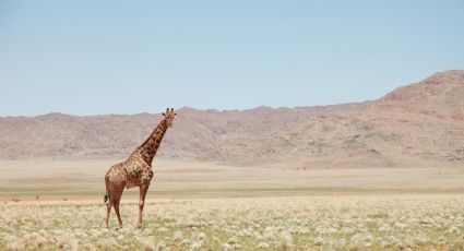 Benito llega a Africam Safari: ¿Cuánto cuesta la entrada a este recinto para ver a la jirafa?