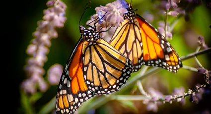 ¿Cómo llegar a Valle de Bravo en autobús desde la CDMX para ver las mariposas monarca?