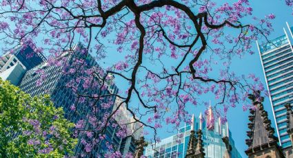 ¿Se adelantó la primavera? Encuentra las primeras jacarandas de la CDMX que empiezan a florecer