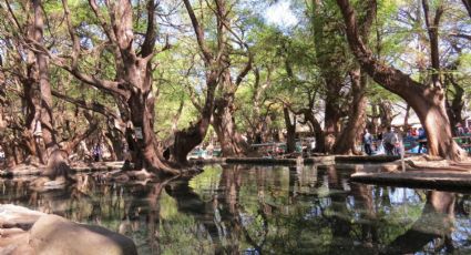 El hermoso lago rodeado de enormes árboles para disfrutar la naturaleza en Michoacán