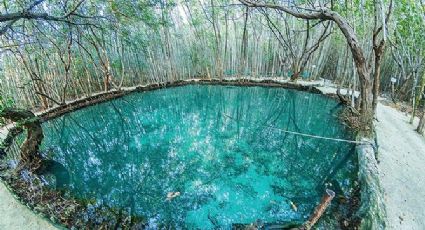El Corchito, el oasis natural lleno de manantiales y mapaches que encontrarás en Yucatán