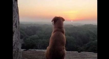 ¡Guardianes de Chichén-Itza! Perrita Osita y más lomitos se viralizan por cuidar las ruinas