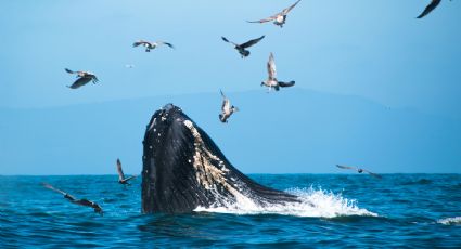 Cuáles son las mejores playas de Puerto Vallarta para ver ballenas en 2024