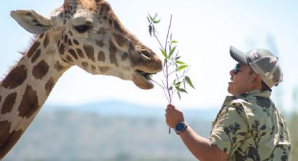 Jirafa Benito: ¿Cómo visitar Africam Safari si no tienes auto?