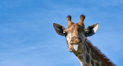 Benito llega a Africam Safari: ¿Cómo llegar en auto o autobús desde la CDMX?