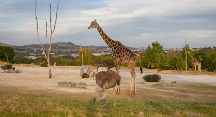 ¿Qué puedes hacer en Africam Safari Puebla, el nuevo hogar de la jirafa Benito?