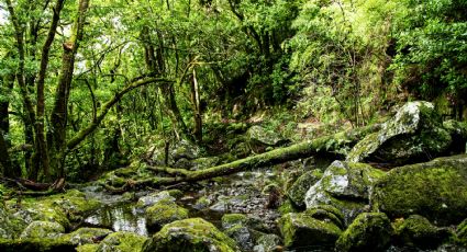 Guerrero Negro, uno de los ecosistemas más importantes de México para convivir con la naturaleza