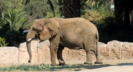 Cuál es el zoológico de la CDMX que tiene al elefante más triste del mundo