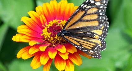 ¿Lo conoces? El destino donde se vio por primera vez la Mariposa Monarca en México