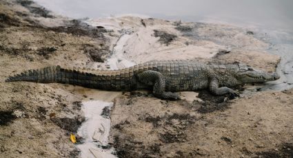 ¡Alerta viajera! Puerto Vallarta cierra sus playas ante presencia de cocodrilos y oleaje fuerte