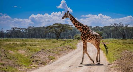 ¿A partir de cuándo se podrá visitar a la jirafa Benito en Africam Safari en Puebla?