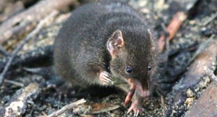 El destino donde encontrar al único marsupial que sacrifica su vida por amor, según la ciencia