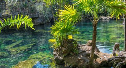 ¡Imperdible! Cenote Angelita, una joya del caribe mexicano con un río submarino
