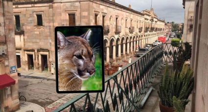 Video viral: El momento en que rescatan a puma que deambulaba por las calles de Jalisco