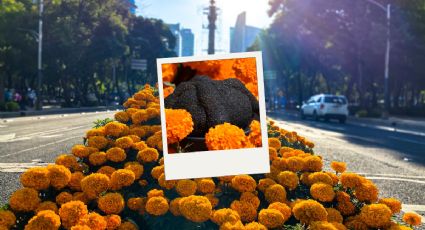 ¿Pan de muerto de colores? El lugar donde puedes probar esta delicia de temporada cerca de CDMX