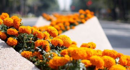 Festival de las Flores de Cempasúchil llega a la CDMX para adornar el Día de Muertos: FECHA