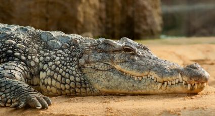 ¡De miedo! Capturan a cocodrilo que paseaba por las calles de Hidalgo