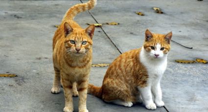 ¡Ternura! La encantadora historia de los gatitos que viven en Palacio Nacional