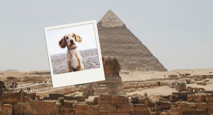 ¿Fue de tour? El momento en que graban a un perrito en la cima de la pirámide de Guiza