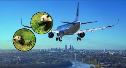 ¡Encantador! Vuelo ‘Panda Express’ aterriza en Washington con los pandas Bao Li y Qing Bao