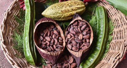 Tabasco, el destino mexicano para probar un viaje inmersivo entre cacao y chocolate